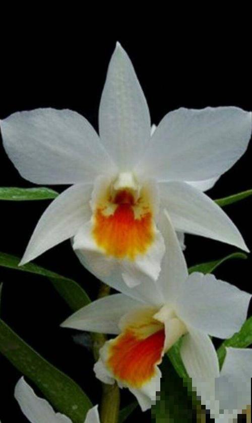 40年老中医爱养的花,被称作“仙草花”,养人养身心 40年老中医爱养的花,被称作“仙草花”,养人养身心