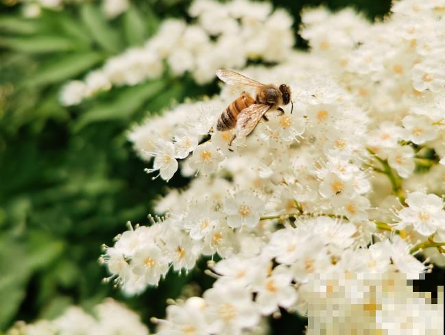 常见的4种植物，只开花不结果，开花观赏性极佳