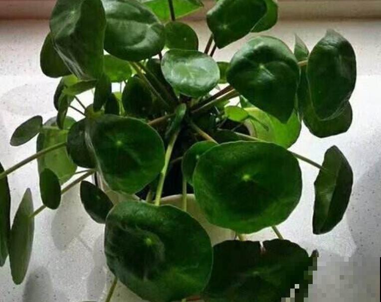 好看的圆叶植物有很多，这5种观叶效果高，适合家中养殖