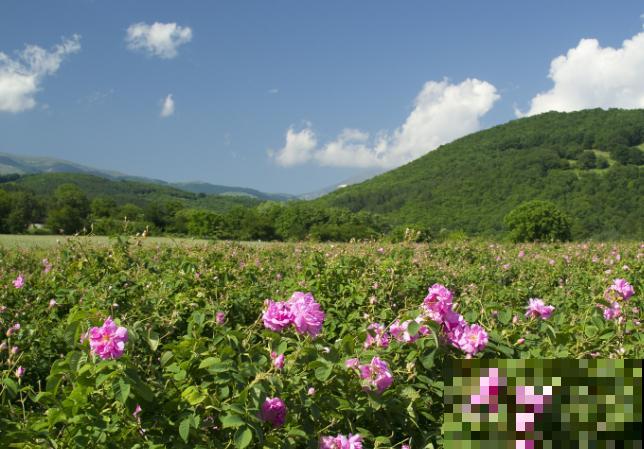 4个小妙招，鲜花做成永久干花，再也不凋零
