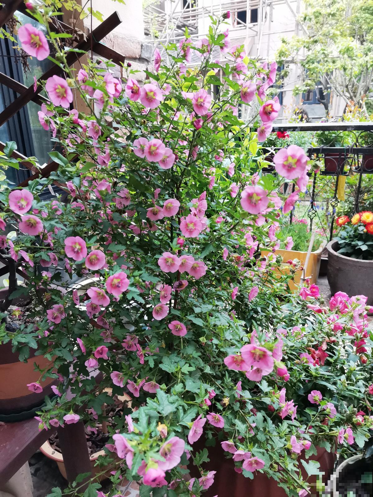 7种花，在封闭阳台也能爆花，美过露天养