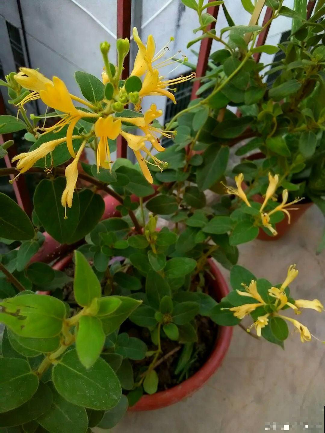 春燥容易上火，家里养一盆金银花，寓意好还养人