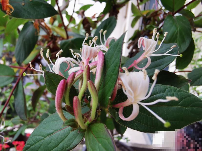 春燥容易上火，家里养一盆金银花，寓意好还养人