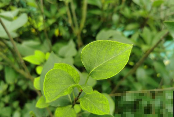 植物根系生长较慢，用点生根粉，这3种使用方法要记住