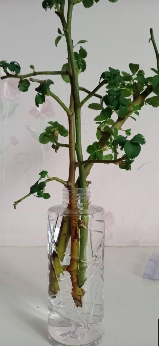 别买生根粉啦,4种方法在家就能做,不花一分钱 别买生根粉啦,4种方法在家就能做,不花一分钱