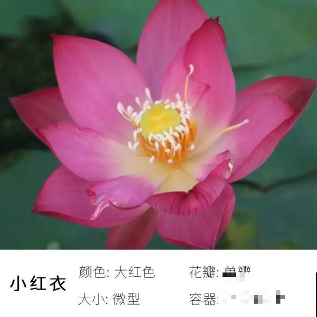 碗里就能种的荷花，1节藕种土里，初夏就开花