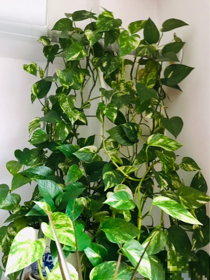 家里变温馨，4种花就够了，好寓意多多