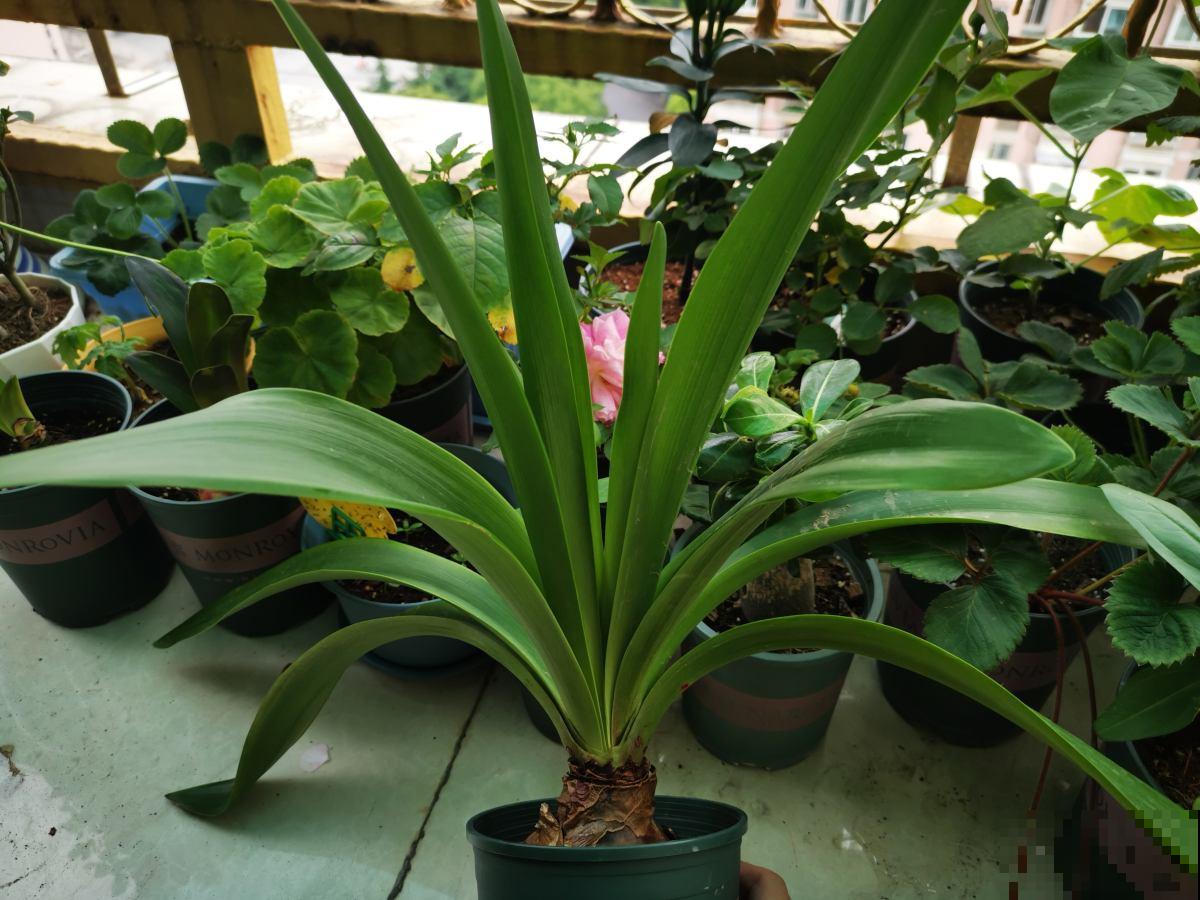 1分钟学会养君子兰，叶子又多又肥厚，远离黄叶烦恼