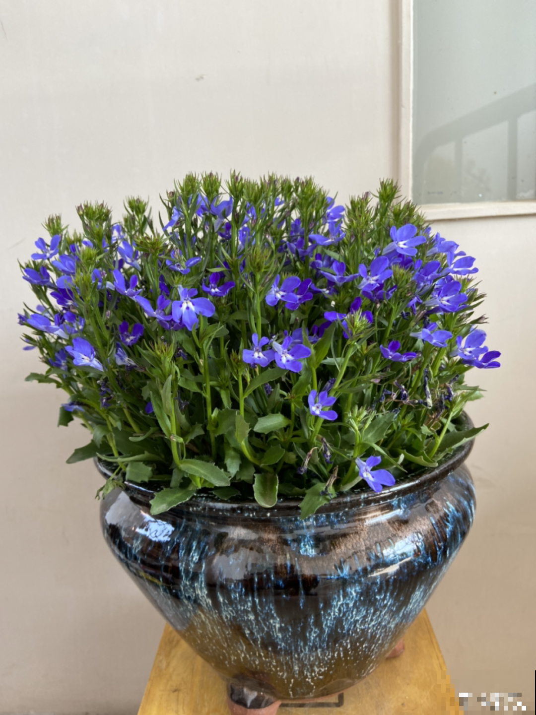 小阳台的爆花机器,1棵爆出一大盆,窗台、晾衣杆都挂满 小阳台的爆花机器,1棵爆出一大盆,窗台、晾衣杆都挂满