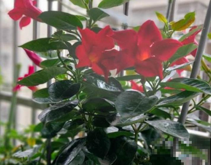 1种花满面爬墙，剪个枝条插土里，呼呼长出绿芽芽