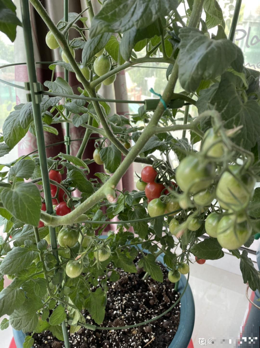 家里养盆圣女果,酸甜可口随意吃,新手也能养爆盆! 家里养盆圣女果,酸甜可口随意吃,新手也能养爆盆!