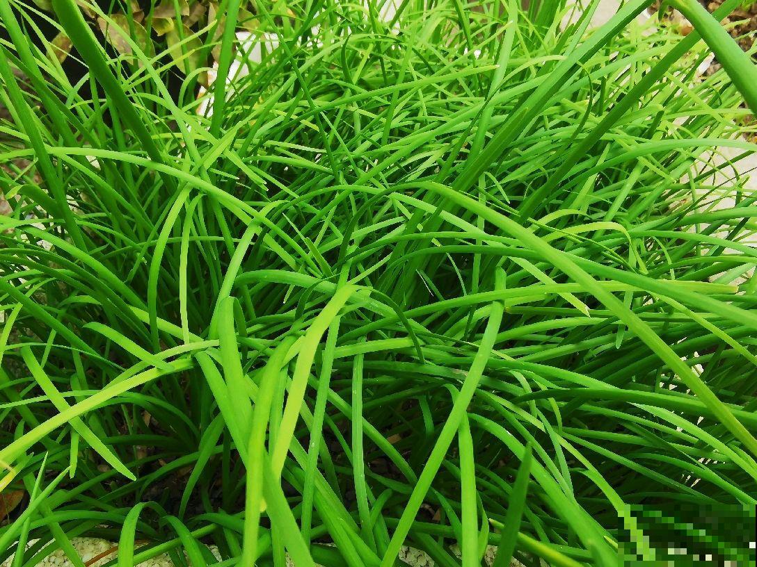 初春在家种点菜，20天收一茬，在阳台上就能种