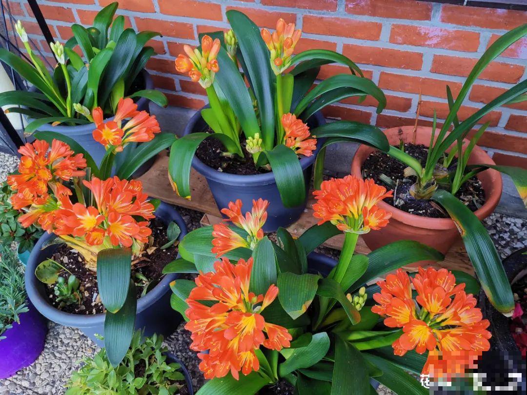 3个症状，说明花缺肥了，赶快补上，下个月大爆花