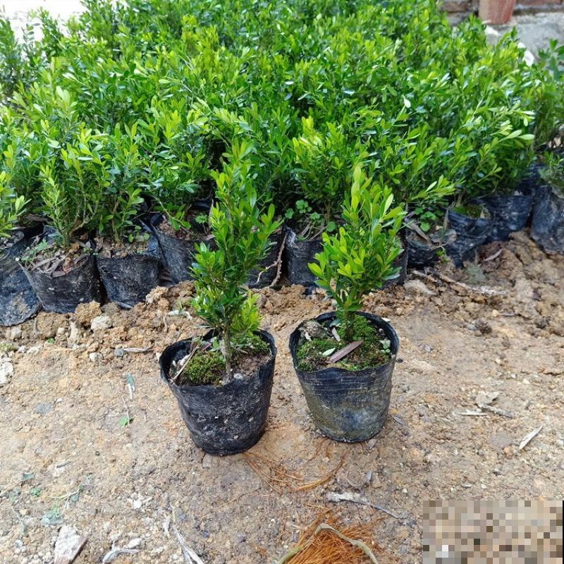 养了6年的小盆景,邻居花5000块想买走,我可不卖 养了6年的小盆景,邻居花5000块想买走,我可不卖