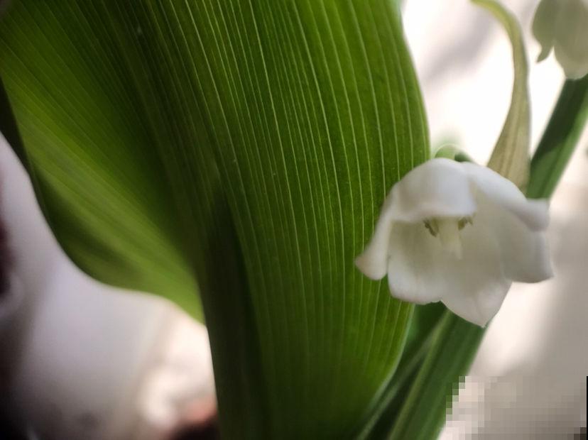 3种耐寒花,冬天养没问题,零下20度也能开花 3种耐寒花,冬天养没问题,零下20度也能开花