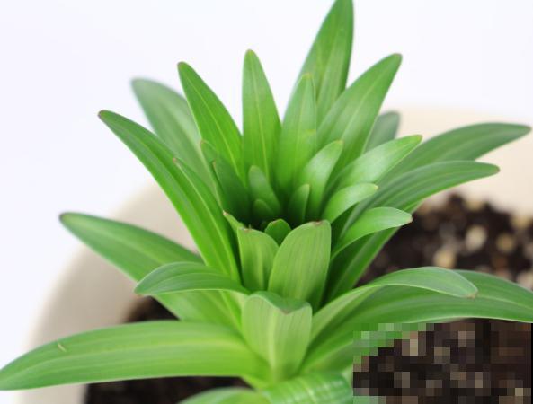 百合种球埋沙里，能保存一年，来年种下也合适