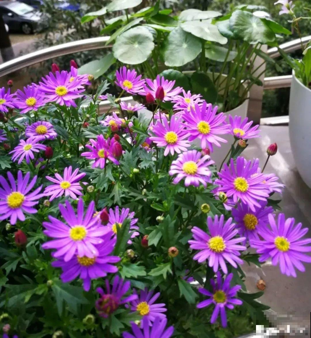 草花中的“小霸王”,耐热耐寒耐阴,开花能开大半年! 草花中的“小霸王”,耐热耐寒耐阴,开花能开大半年!