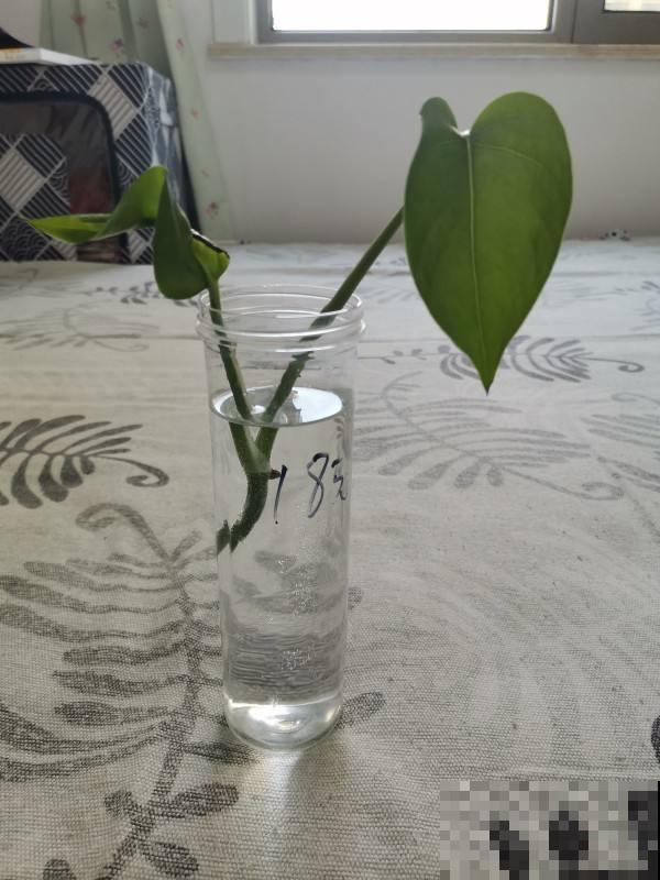 春天想养水培绿萝，只需3步，叶子油亮根系旺