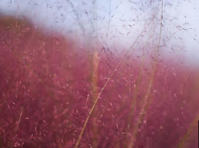 网红植物粉黛乱子草，不用每年种植，来年重新发芽