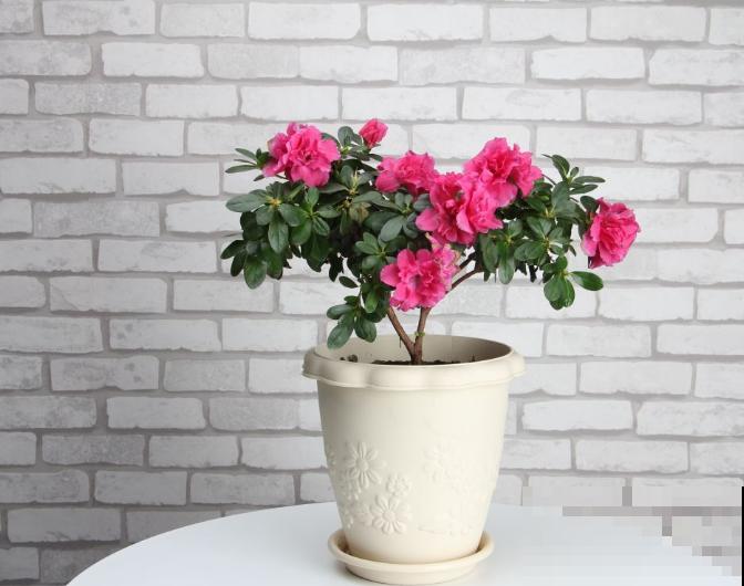 杜鹃好不容易养开花，叶子居然都变红，原因有3点