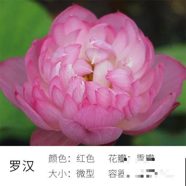 碗里就能种的荷花，1节藕种土里，初夏就开花