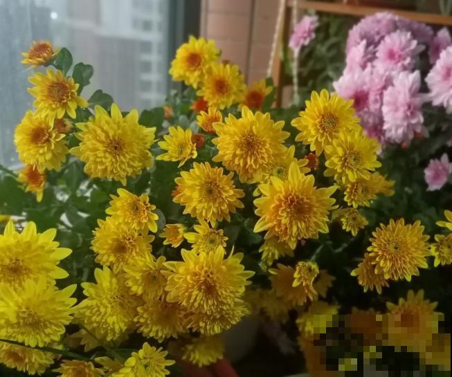 荷兰菊要想养爆盆，这5点要知道，轻松爆盆