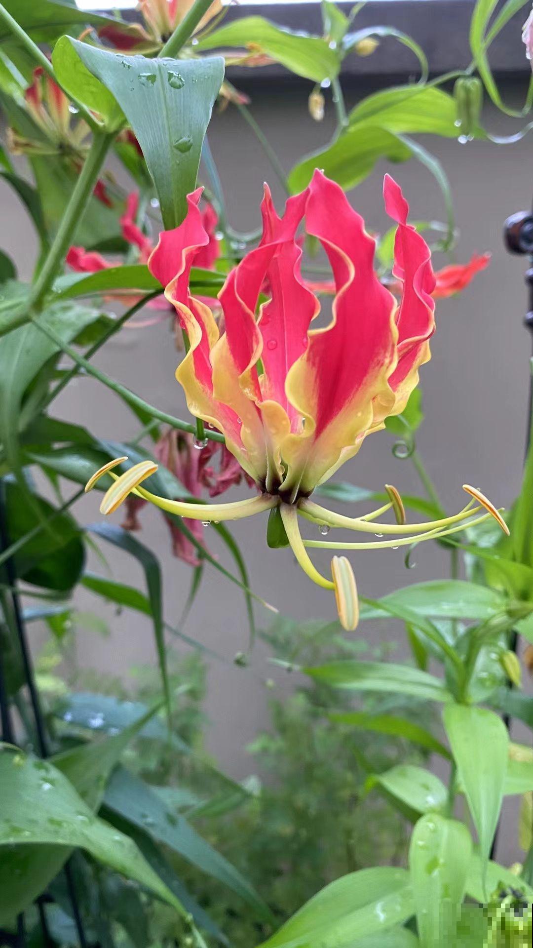 名声赫赫的嘉兰百合，开花像火焰一样，从夏天开到秋天