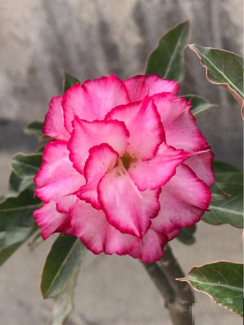 3种超级耐旱的花,好看又好养,懒人必备花卉 3种超级耐旱的花,好看又好养,懒人必备花卉