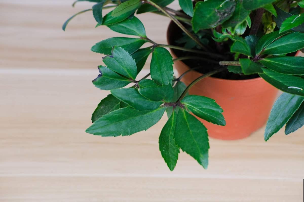 1种花被称作“冬日里的玫瑰”，学名虽不好听，颜值超高很耐寒