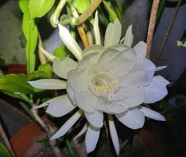 昙花叶子长出“须须根”，说明水多了，赶紧停止浇水