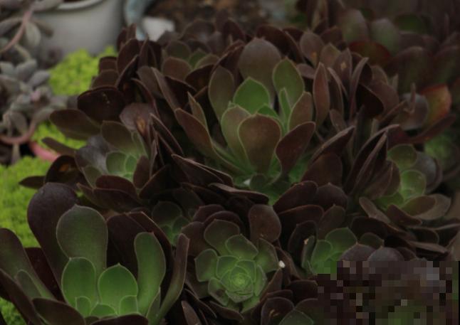 家里养的“镇宅多肉”，杆子粗壮叶子肥，黑黝黝特壮实