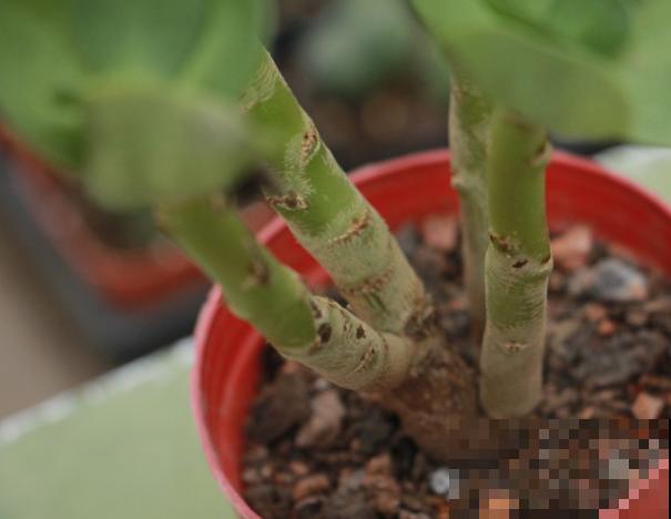 “招财”的多肉养在家，记住4个养护要点，杆壮叶肥长得快