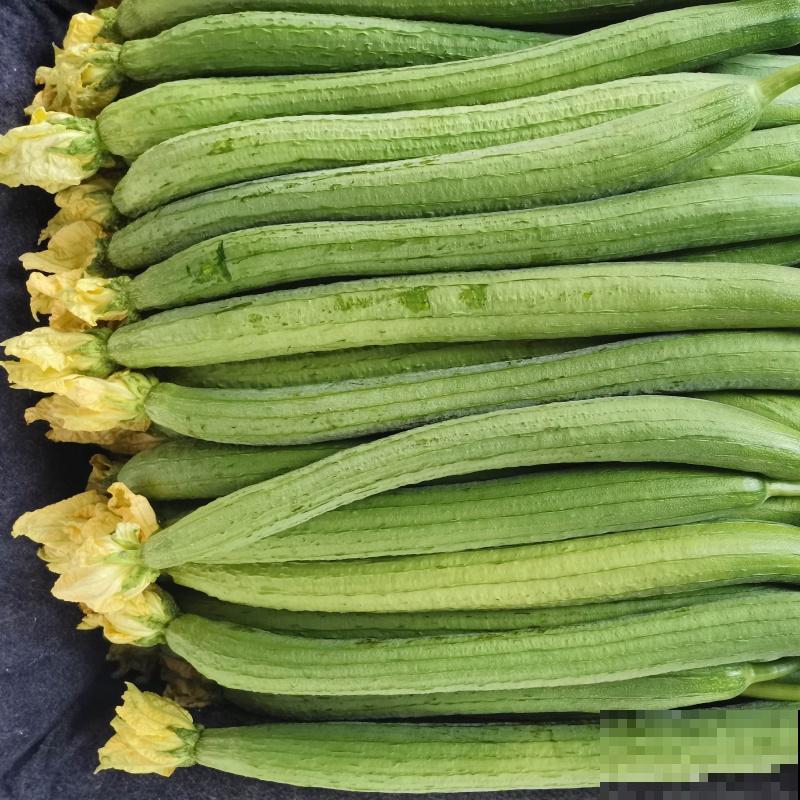 种植丝瓜要注意，这3种肥轻易不要使用，以免影响生长