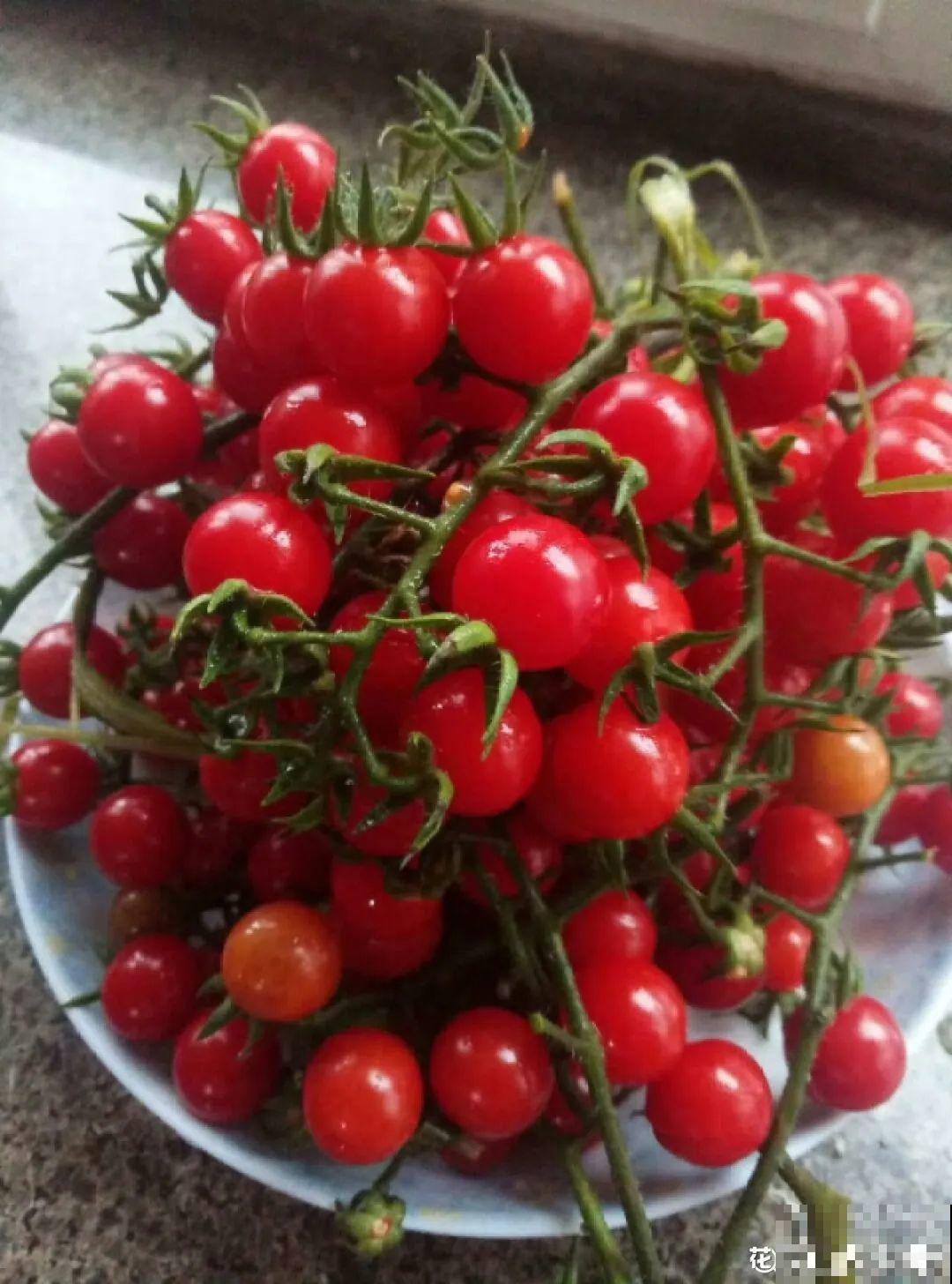 家里养盆圣女果,酸甜可口随意吃,新手也能养爆盆! 家里养盆圣女果,酸甜可口随意吃,新手也能养爆盆!