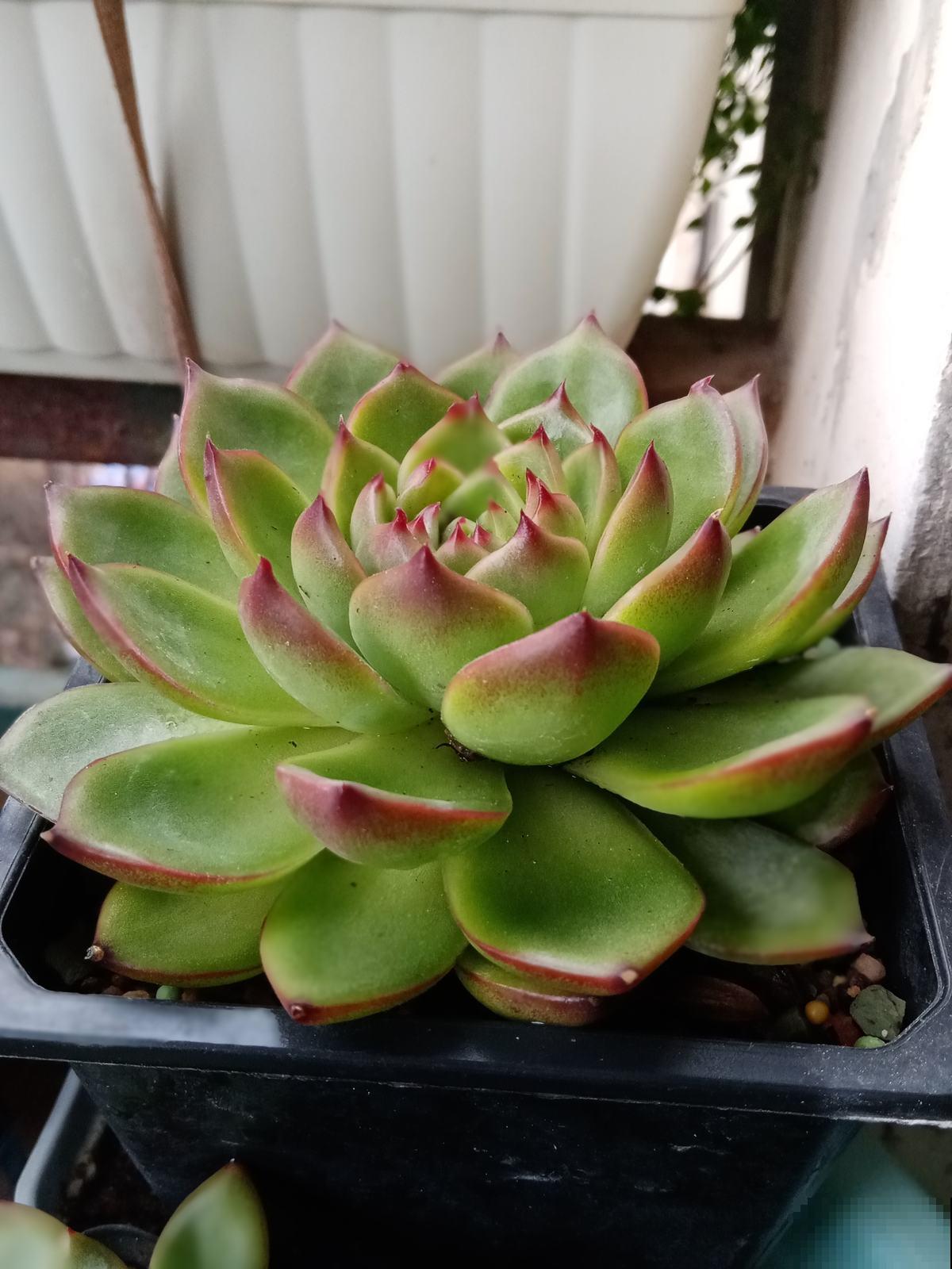 多肉植物有4个表现，说明已经“睡醒”，多晒太阳才长得壮