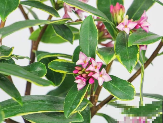 花叶子上带了个“金项链”,养在家里有好兆头,养护起来也简单 花叶子上带了个“金项链”,养在家里有好兆头,养护起来也简单