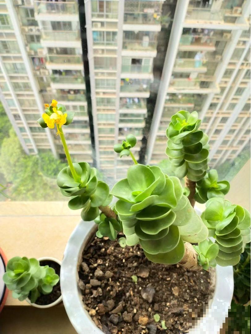 8种“不死花”,多肉都能养死的可以一试,小众又好养 8种“不死花”,多肉都能养死的可以一试,小众又好养