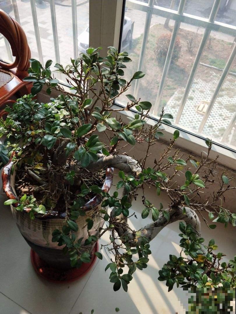 有格调的人，都爱养这3种花，品位瞬间提升一个档次