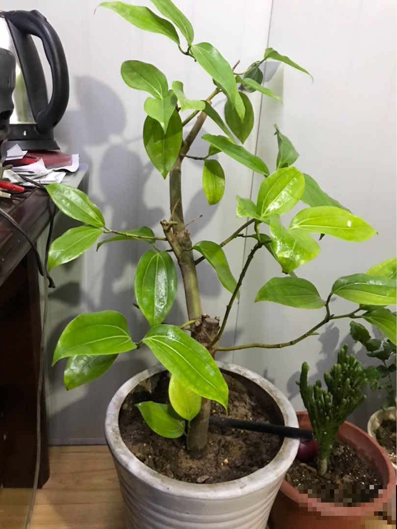 10种耐阴植物，北阳台养更好，小众又有高级感