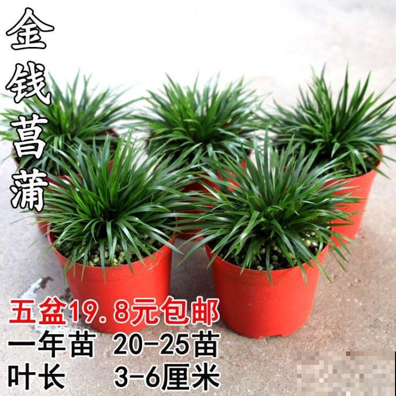 叶子尖端干裂，赶紧喷水，多通风才是硬道理