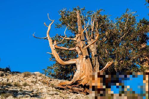惊艳全球的8棵树,最老一棵上千年,美得无法言说 惊艳全球的8棵树,最老一棵上千年,美得无法言说