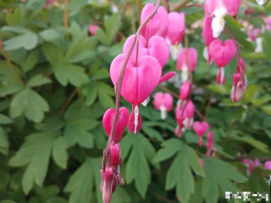 家里养盆荷包牡丹,荷包满满,富贵吉祥寓意好! 家里养盆荷包牡丹,荷包满满,富贵吉祥寓意好!