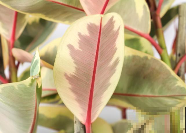 橡皮树春天掰个枝，插土里半个月生根，一盆变多盆