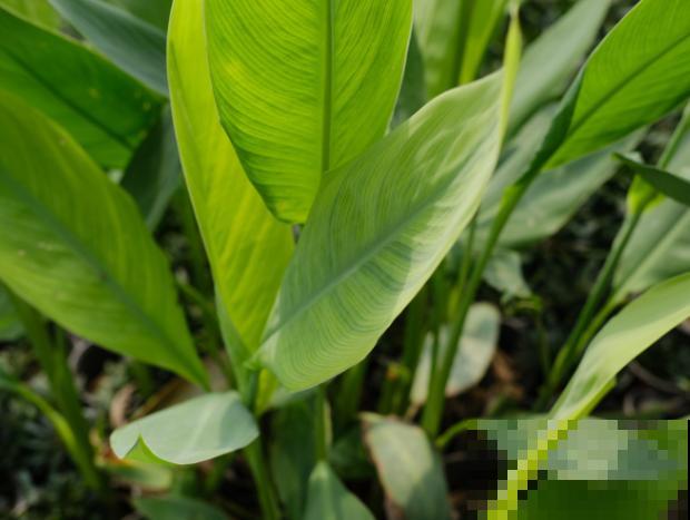 院子里撒把种子,开出满园花海,院子党赶紧种起来 院子里撒把种子,开出满园花海,院子党赶紧种起来