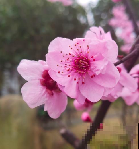 你出生在几月,你的“守护花神”就是对应花,赶紧来看看 你出生在几月,你的“守护花神”就是对应花,赶紧来看看