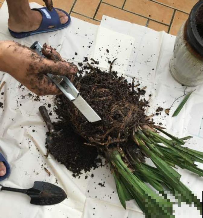 6种花，二月底快扦插，十几天就生根