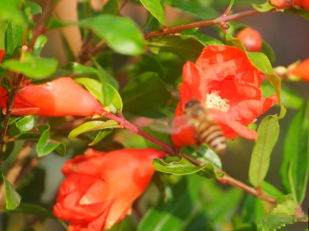 “家里有树,十有九富”,在家养棵树,养人旺家宅 “家里有树,十有九富”,在家养棵树,养人旺家宅