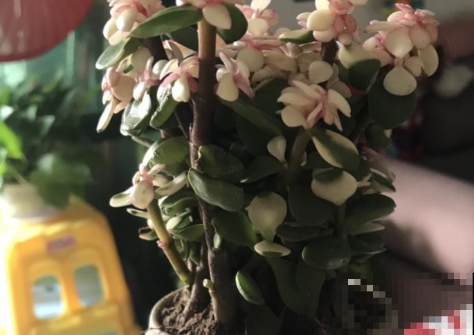 金枝玉叶注意5要点，叶子妥妥变粉色，颜值翻一倍