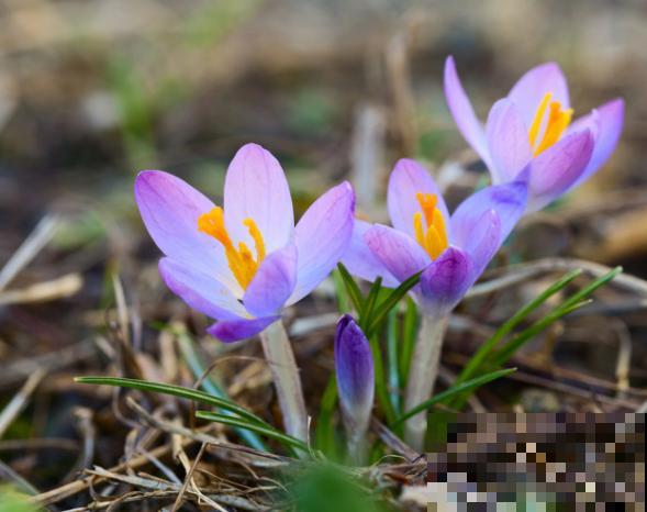 盆栽藏红花,要想活的久,这4步一定要注意 盆栽藏红花,要想活的久,这4步一定要注意