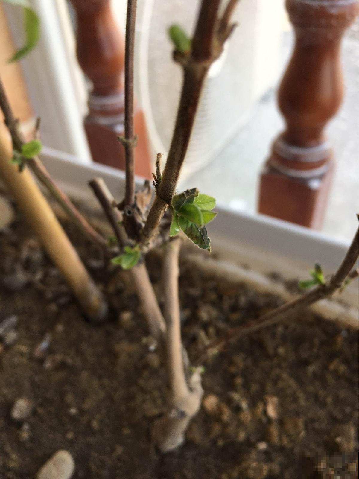 浇水可以靠天吃饭，抹芽只能一点点动手了，学会了就是养花高手